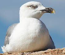 Yellow-legged Gull