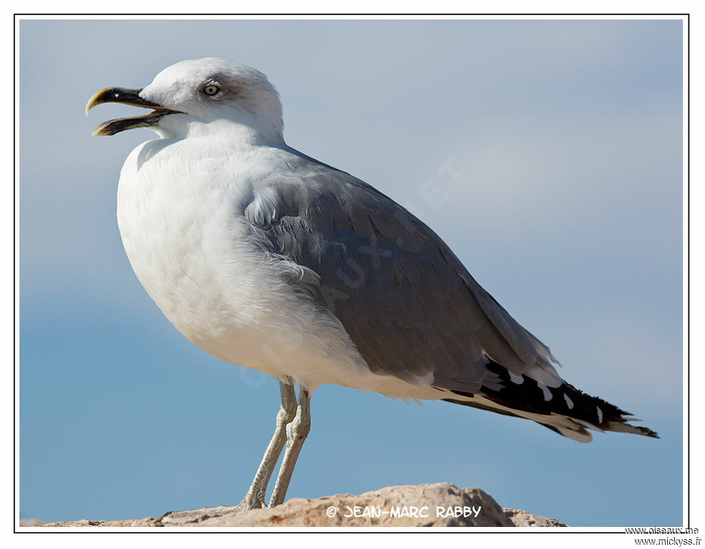 Yellow-legged Gullimmature, identification