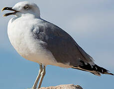 Yellow-legged Gull