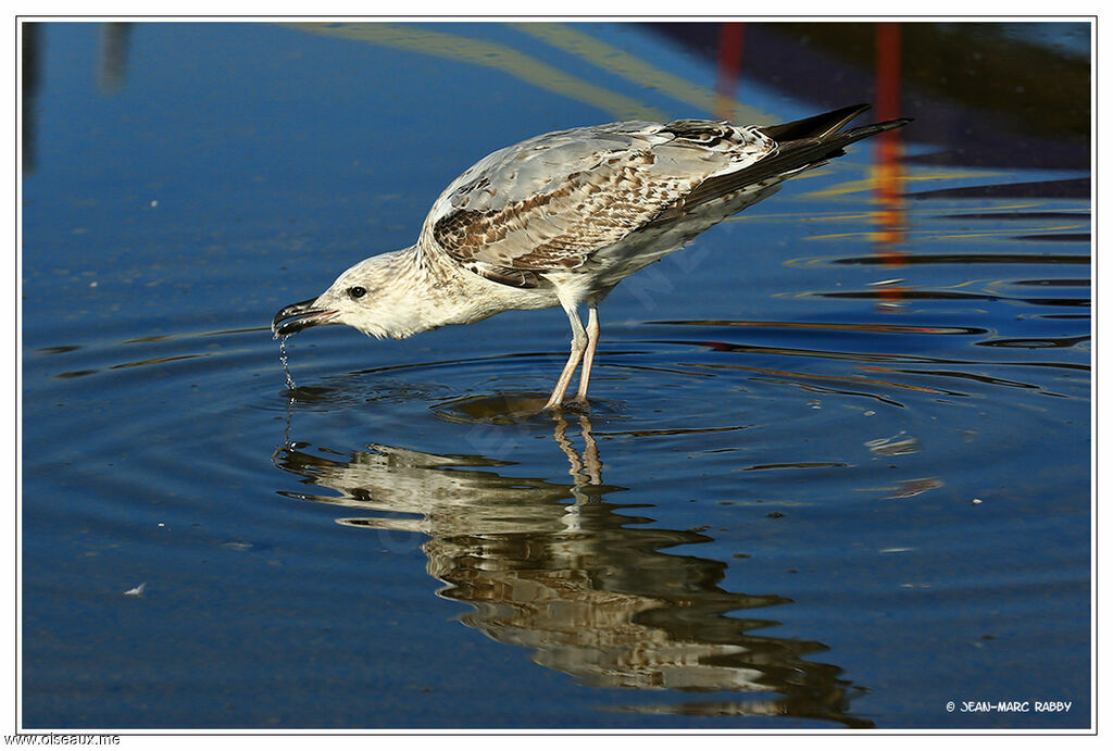 Yellow-legged Gullimmature, identification