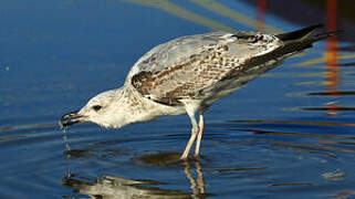 Yellow-legged Gull