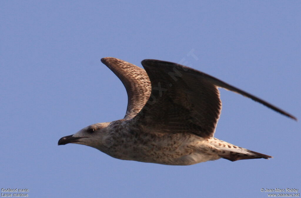 Great Black-backed Gull