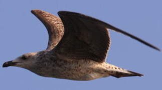 Great Black-backed Gull