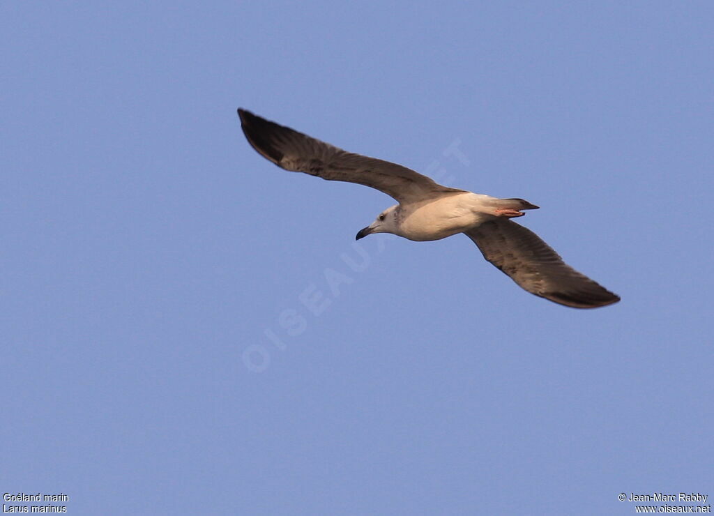 Great Black-backed Gull