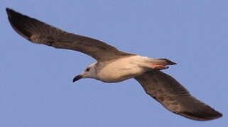 Great Black-backed Gull