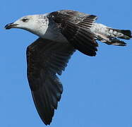 Great Black-backed Gull