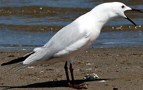 Slender-billed Gull