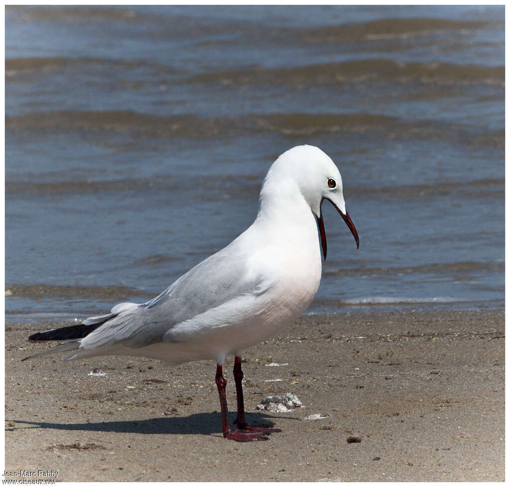 Slender-billed Gulladult breeding, pigmentation, courting display