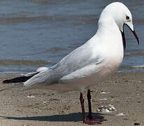 Slender-billed Gull