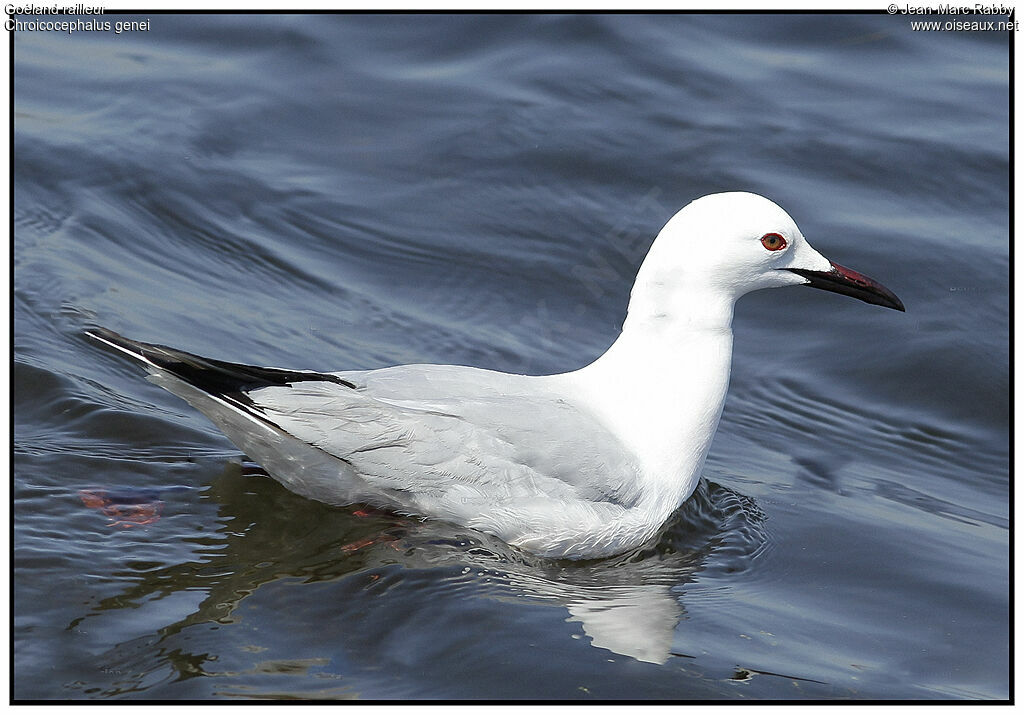 Goéland railleur, identification