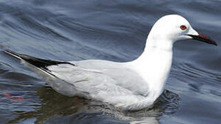 Slender-billed Gull