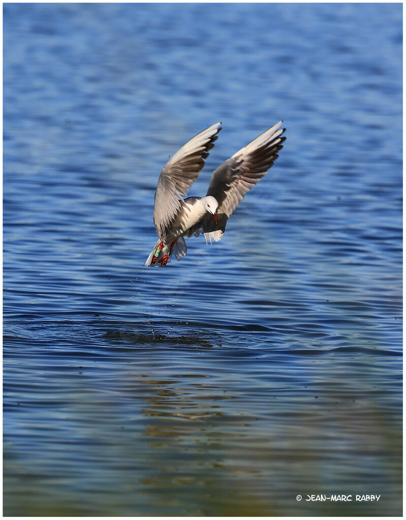 Slender-billed Gull, Flight