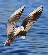 Slender-billed Gull