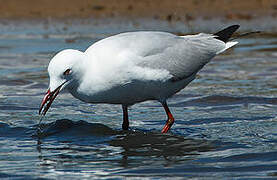 Slender-billed Gull