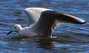 Slender-billed Gull