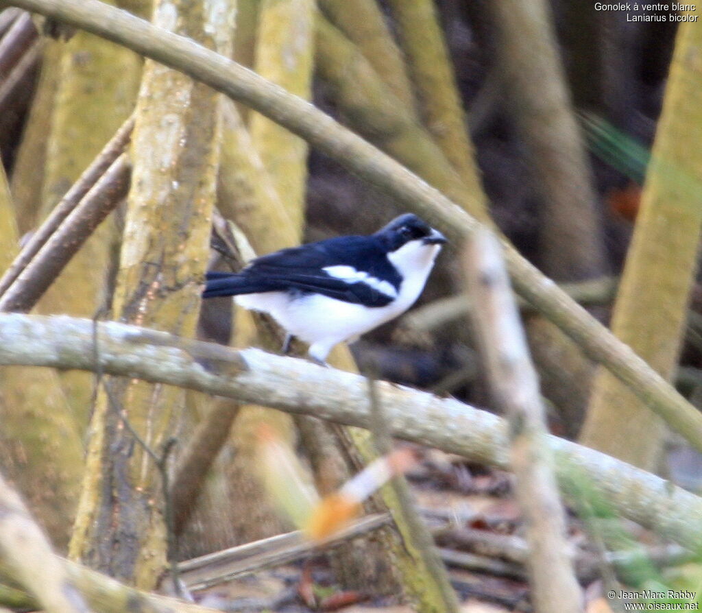 Swamp Boubou