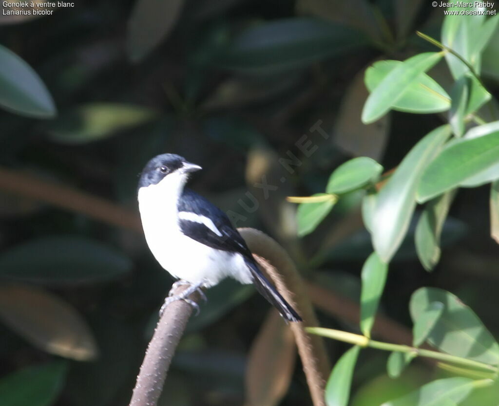 Swamp Boubou, identification