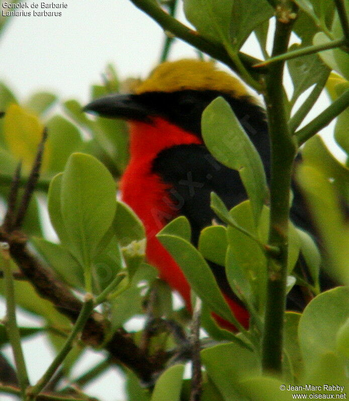 Yellow-crowned Gonolek