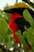 Yellow-crowned Gonolek