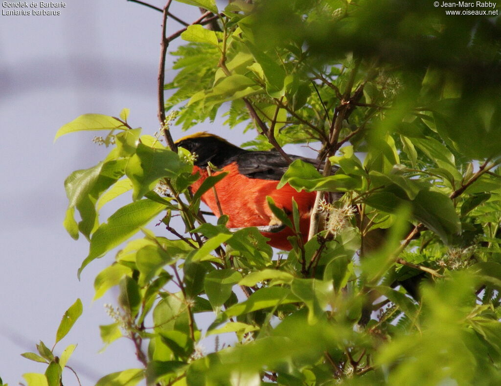 Yellow-crowned Gonolek, identification