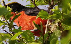 Yellow-crowned Gonolek