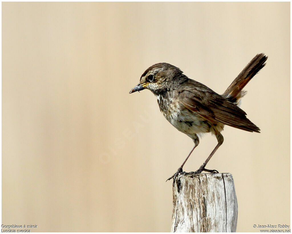 Bluethroat male juvenile, identification