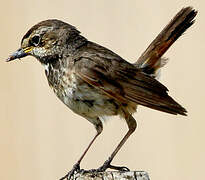 Bluethroat