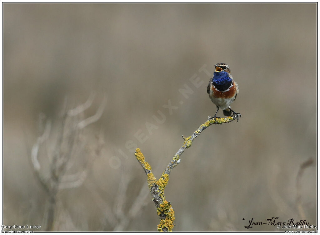 Bluethroat male, identification, song