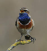 Bluethroat