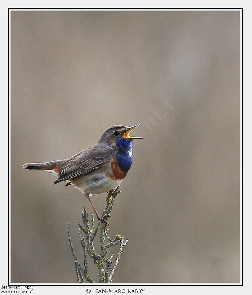 Bluethroat male adult, identification, song