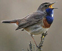 Bluethroat