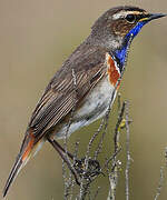 Bluethroat