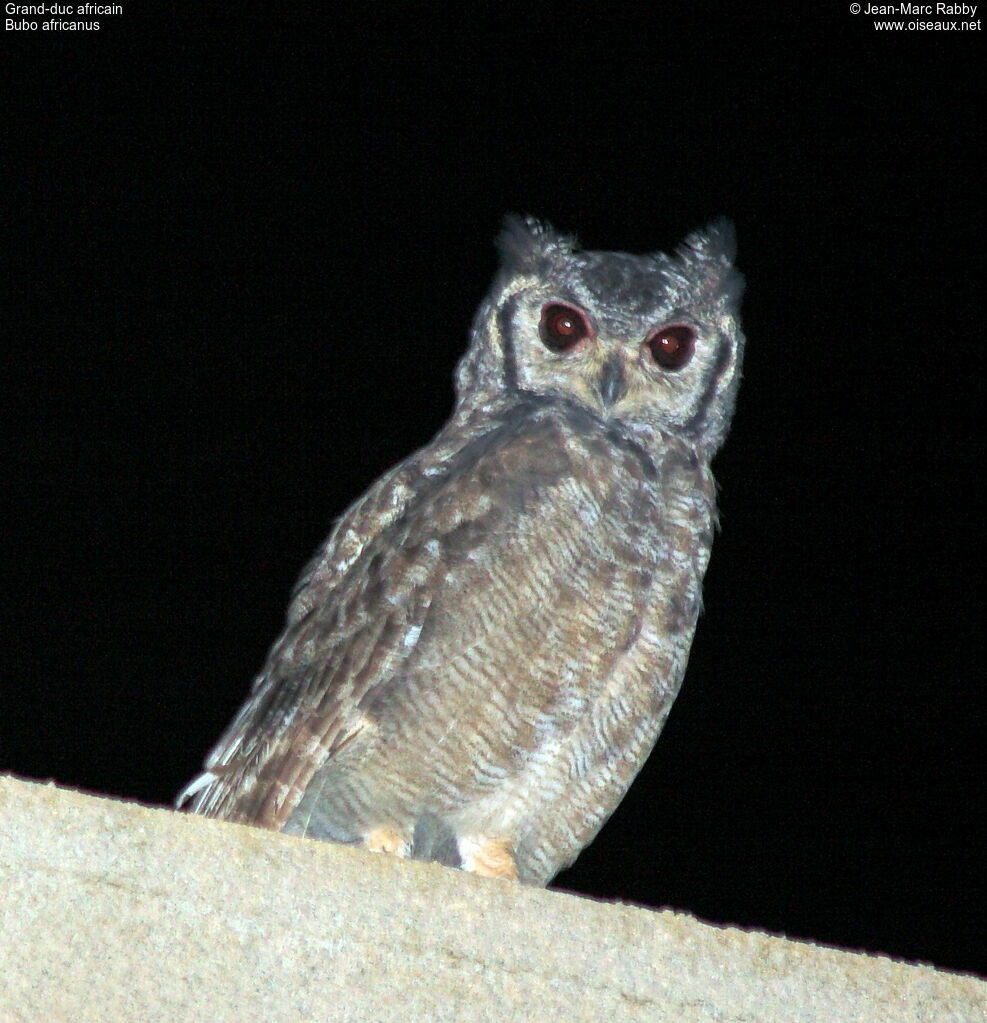 Spotted Eagle-Owl, identification