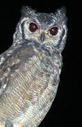 Spotted Eagle-Owl