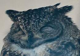 Spotted Eagle-Owl