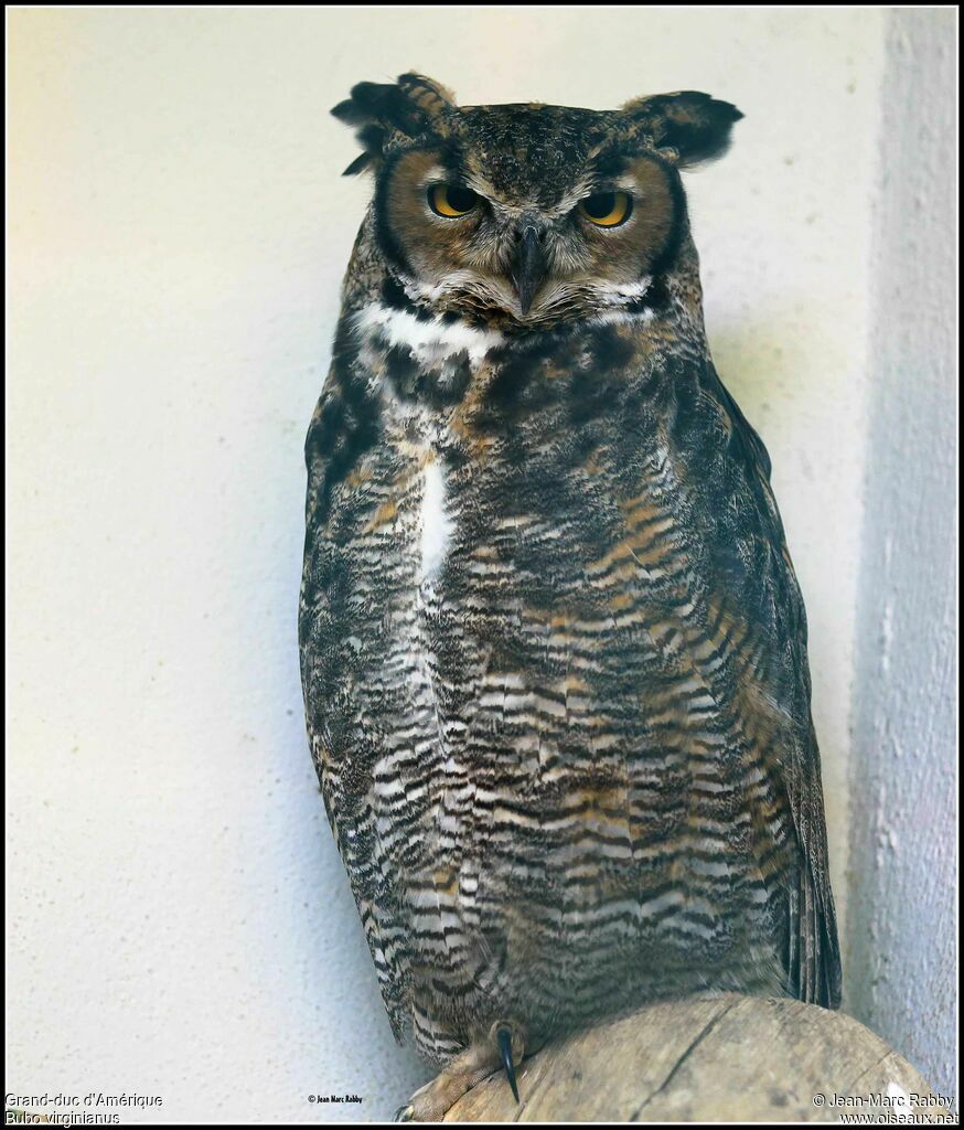 Great Horned Owl, identification