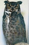 Great Horned Owl