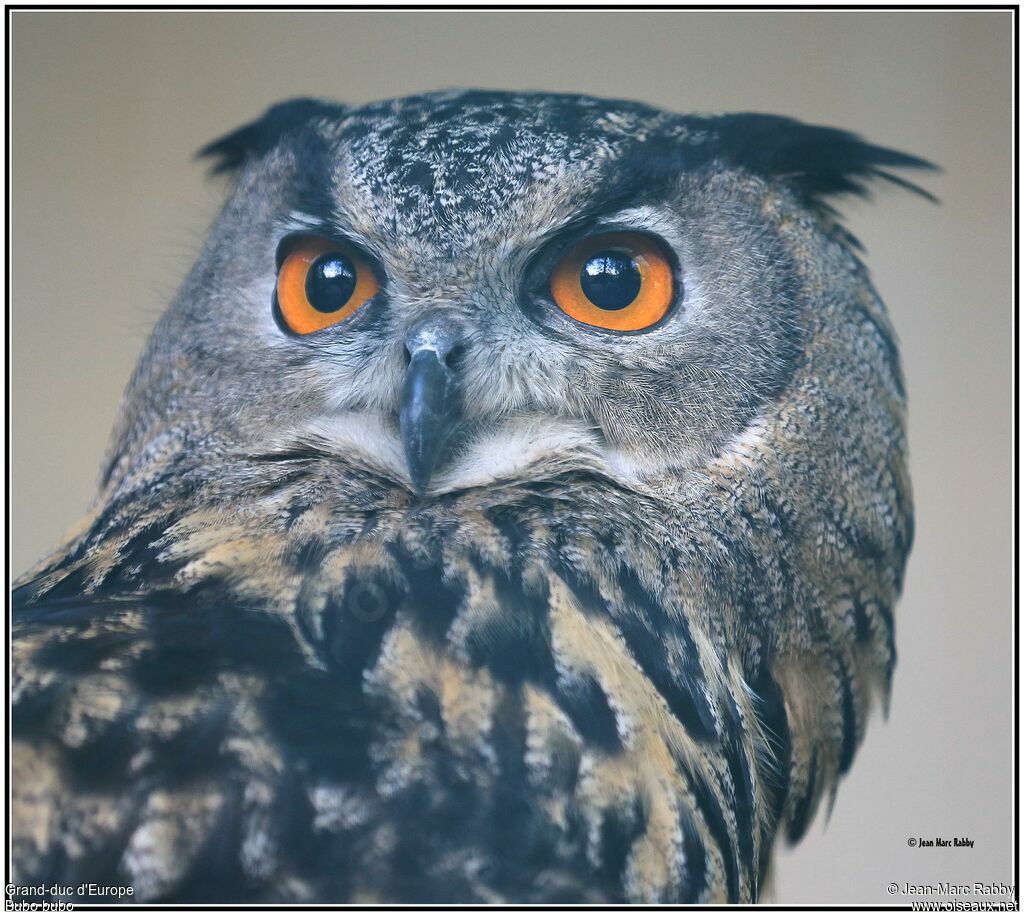 Eurasian Eagle-Owl, identification