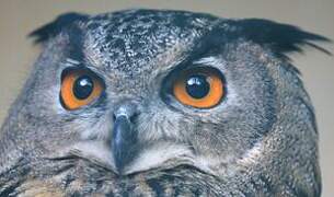 Eurasian Eagle-Owl