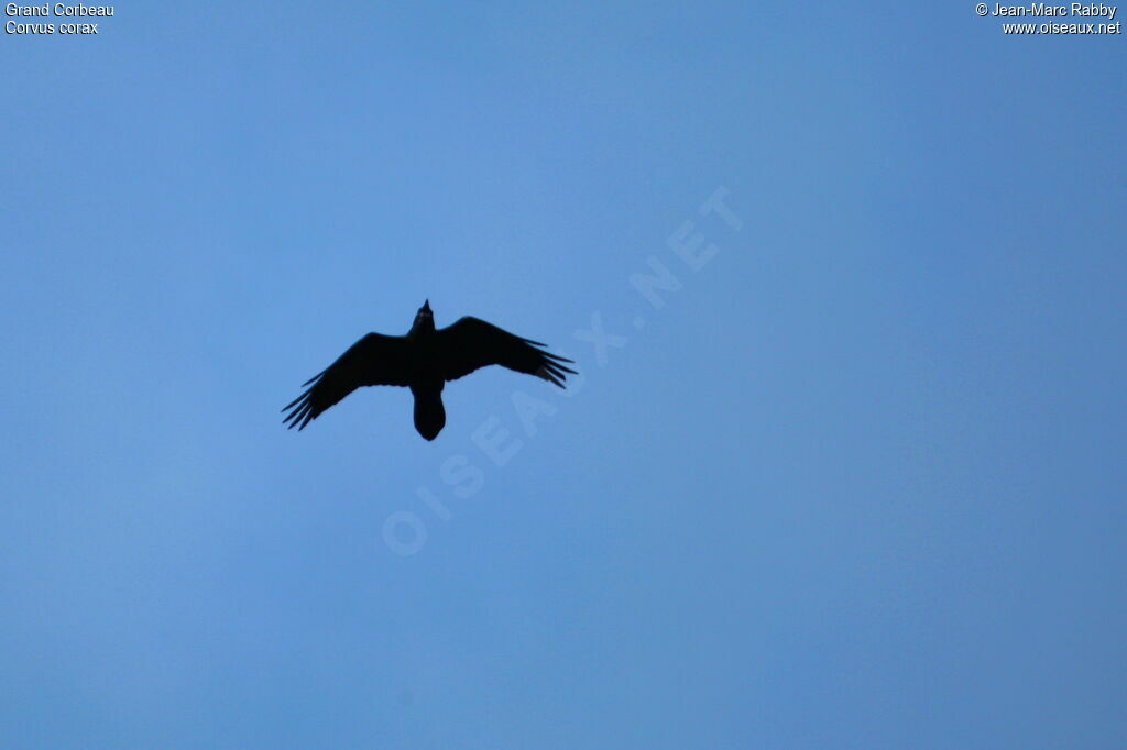 Northern Raven, Flight