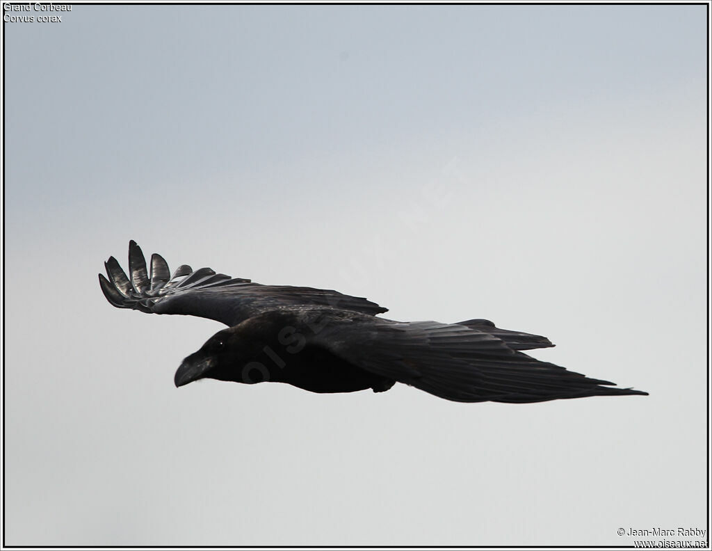 Northern Raven, Flight