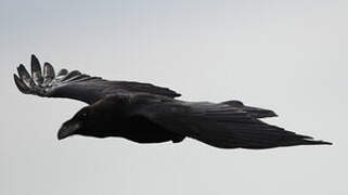 Northern Raven