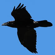 Northern Raven