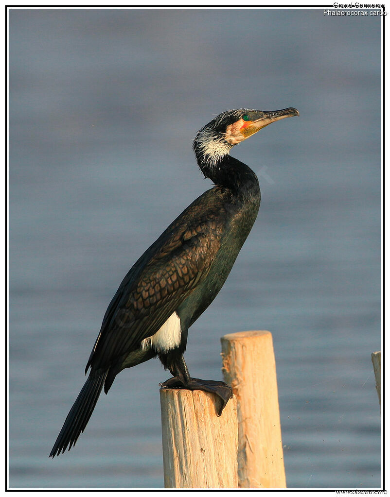 Great Cormorant male, identification