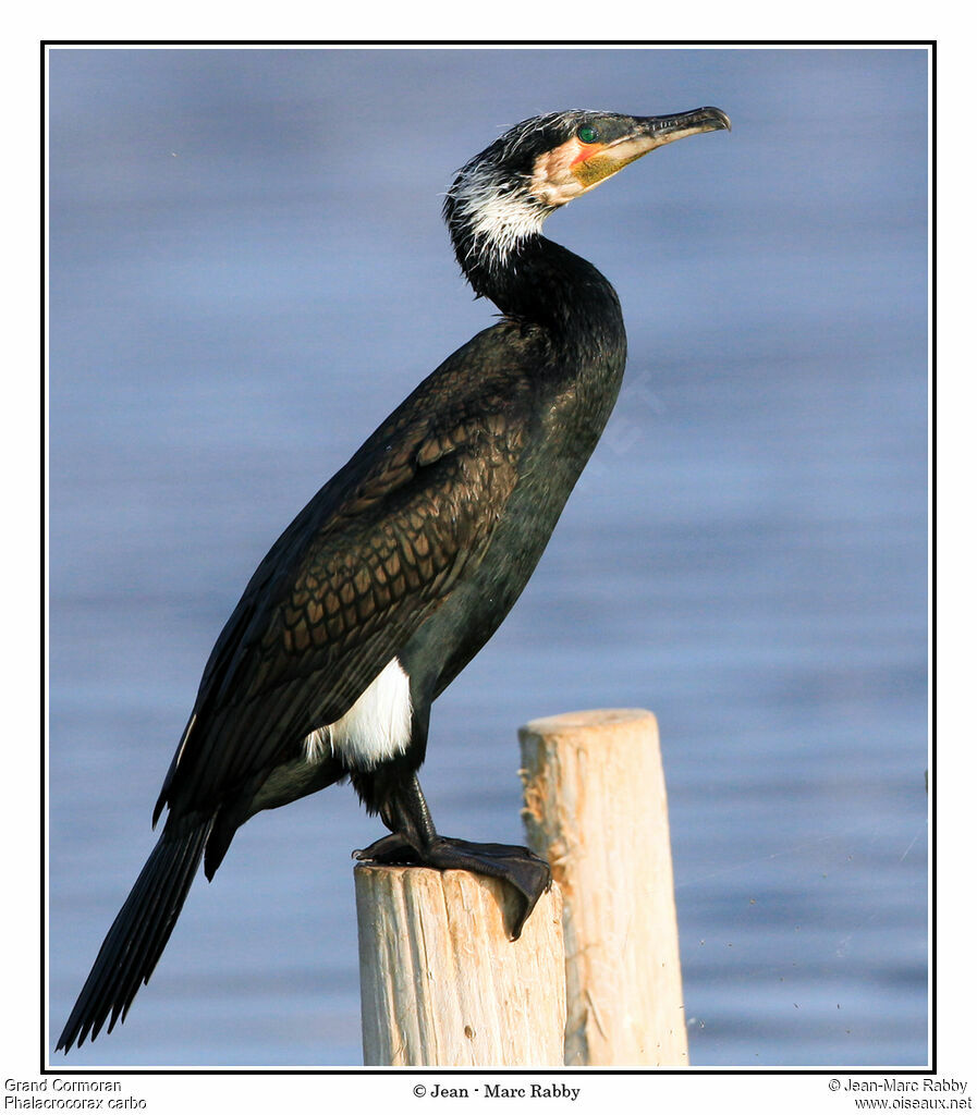 Great Cormorant male