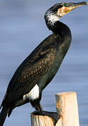 Great Cormorant