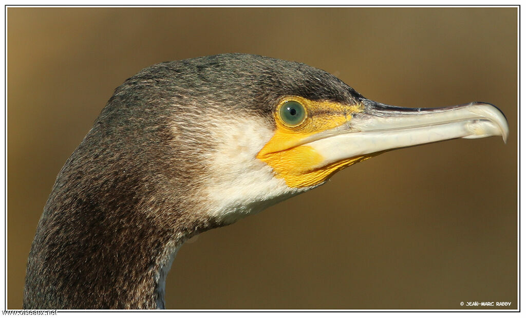 Grand Cormoran, identification