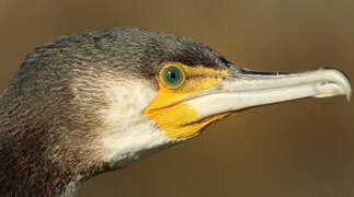 Great Cormorant