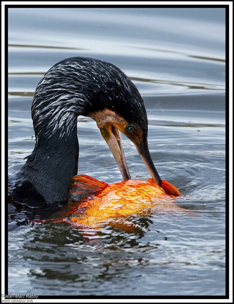 Great Cormorant, identification, fishing/hunting