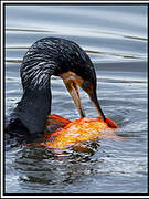 Great Cormorant